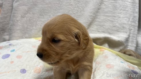 成約済の滋賀県のゴールデンレトリーバー-323463の2枚目