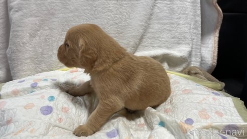 成約済の滋賀県のゴールデンレトリーバー-323463の4枚目