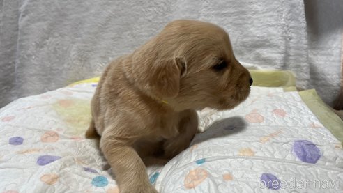 成約済の滋賀県のゴールデンレトリーバー-323463の6枚目