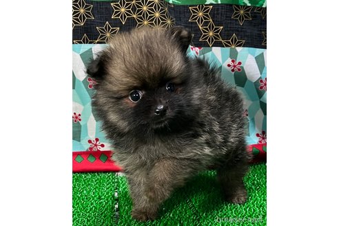 成約済の東京都のポメラニアン-323469の1枚目