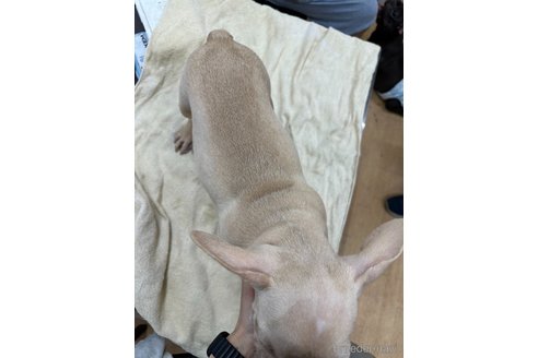 成約済の千葉県のフレンチブルドッグ-314473の4枚目