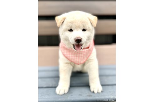 成約済の埼玉県の柴犬-319435の3枚目