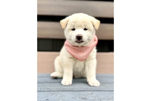 成約済の埼玉県の柴犬-319435の2枚目