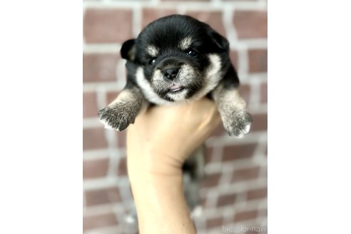 成約済の埼玉県のミックス犬-322563の5枚目