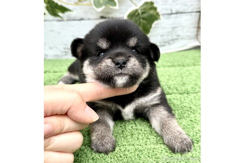成約済の埼玉県のミックス犬-322563の4枚目