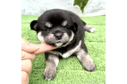 成約済の埼玉県のミックス犬-322563の1枚目