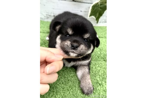 成約済の埼玉県のミックス犬-322563の3枚目