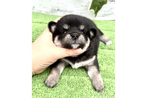 成約済の埼玉県のミックス犬-322563の2枚目