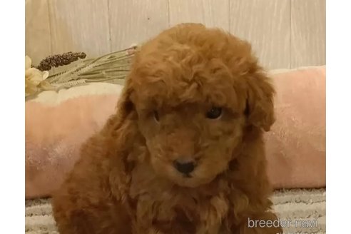 成約済の愛知県のティーカッププードル-323495の4枚目