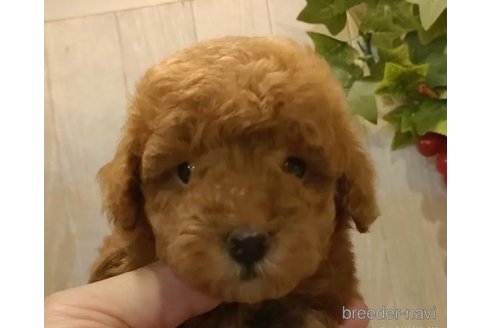 成約済の愛知県のティーカッププードル-323495の3枚目
