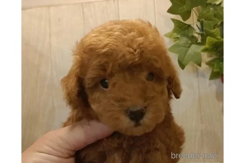 成約済の愛知県のティーカッププードル-323495の2枚目