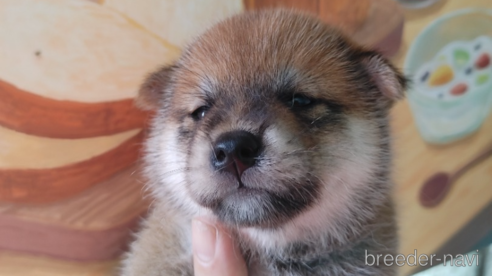 成約済の鹿児島県の柴犬-323496の3枚目