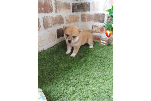 成約済の鹿児島県の柴犬-323497の3枚目
