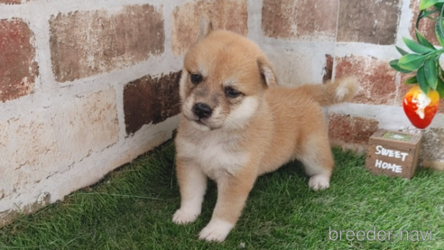 成約済の鹿児島県の柴犬-323497の2枚目