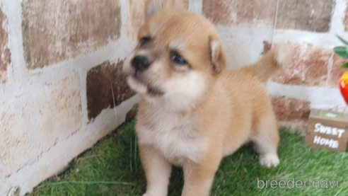 成約済の鹿児島県の柴犬-323497