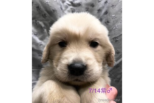 成約済の愛知県のゴールデンレトリーバー-318220の8枚目
