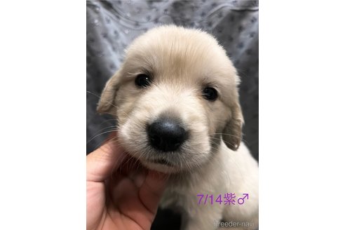 成約済の愛知県のゴールデンレトリーバー-318220の7枚目