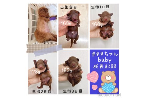 成約済の福岡県のトイプードル-323538の4枚目