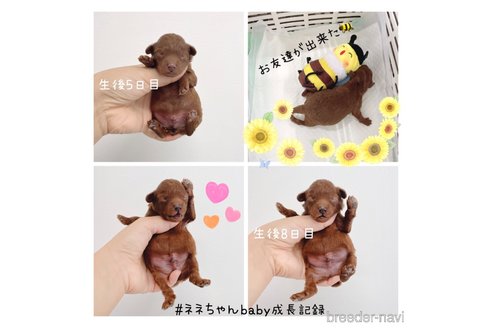 成約済の福岡県のトイプードル-323538の5枚目