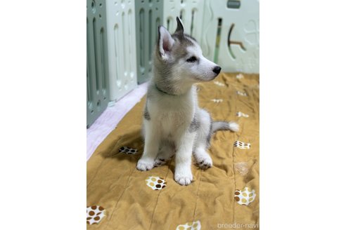 成約済の愛知県のシベリアンハスキー-316521の6枚目