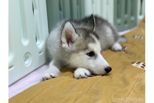 成約済の愛知県のシベリアンハスキー-316521の5枚目