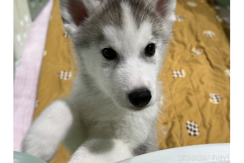成約済の愛知県のシベリアンハスキー-316521の2枚目