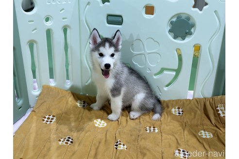 成約済の愛知県のシベリアンハスキー-316522の6枚目