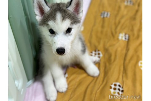 成約済の愛知県のシベリアンハスキー-316522の2枚目
