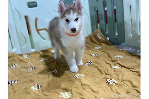 成約済の愛知県のシベリアンハスキー-316526の3枚目