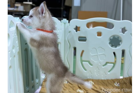 成約済の愛知県のシベリアンハスキー-316526の2枚目