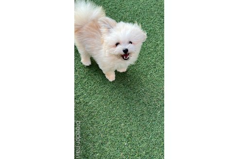 成約済の群馬県のポメマル:ポメラニアン×マルチーズ-279453の3枚目