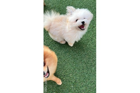 成約済の群馬県のポメマル:ポメラニアン×マルチーズ-279453の2枚目