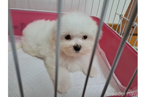 成約済の広島県のマルチーズ-314522の2枚目