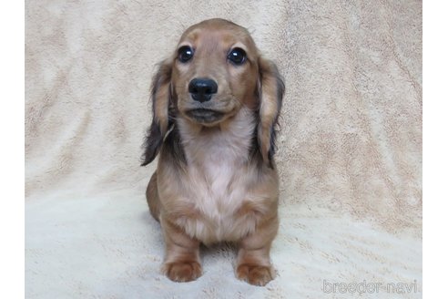 成約済の山口県のミニチュアダックスフンド(ロングヘアード)-323553の1枚目
