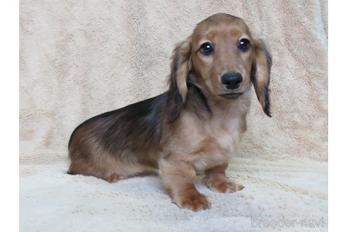 成約済の山口県のミニチュアダックスフンド(ロングヘアード)-323553の5枚目