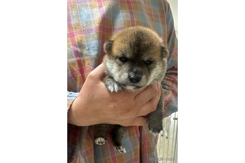成約済の高知県の豆柴-322704の12枚目
