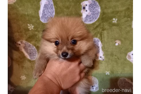 成約済の福岡県のポメラニアン-318173の6枚目