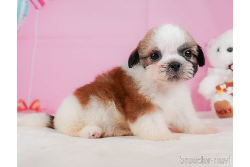 成約済の静岡県のシーズー-323580の7枚目