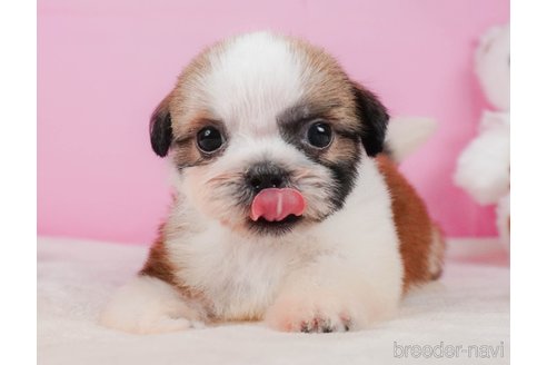 成約済の静岡県のシーズー-323580