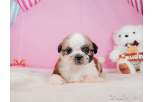 成約済の静岡県のシーズー-323580の2枚目