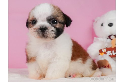 成約済の静岡県のシーズー-323580の3枚目