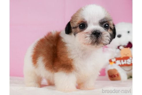 成約済の静岡県のシーズー-323580の4枚目