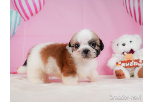 成約済の静岡県のシーズー-323580の5枚目