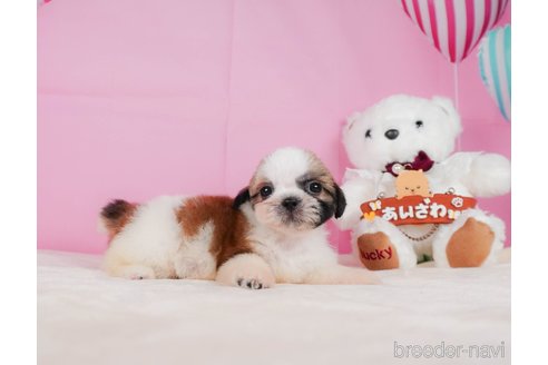 成約済の静岡県のシーズー-323580の6枚目