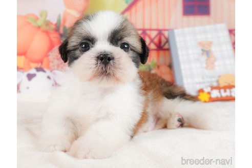 成約済の静岡県のシーズー-323583の7枚目