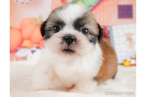 成約済の静岡県のシーズー-323583