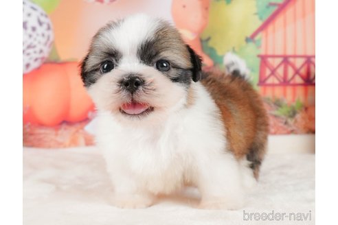 成約済の静岡県のシーズー-323583の8枚目