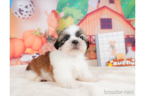 成約済の静岡県のシーズー-323583の9枚目