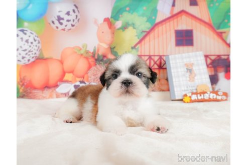 成約済の静岡県のシーズー-323583の10枚目