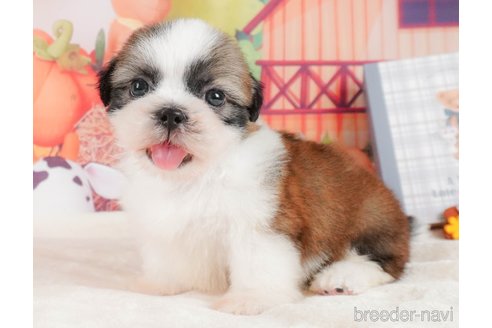 成約済の静岡県のシーズー-323583の11枚目